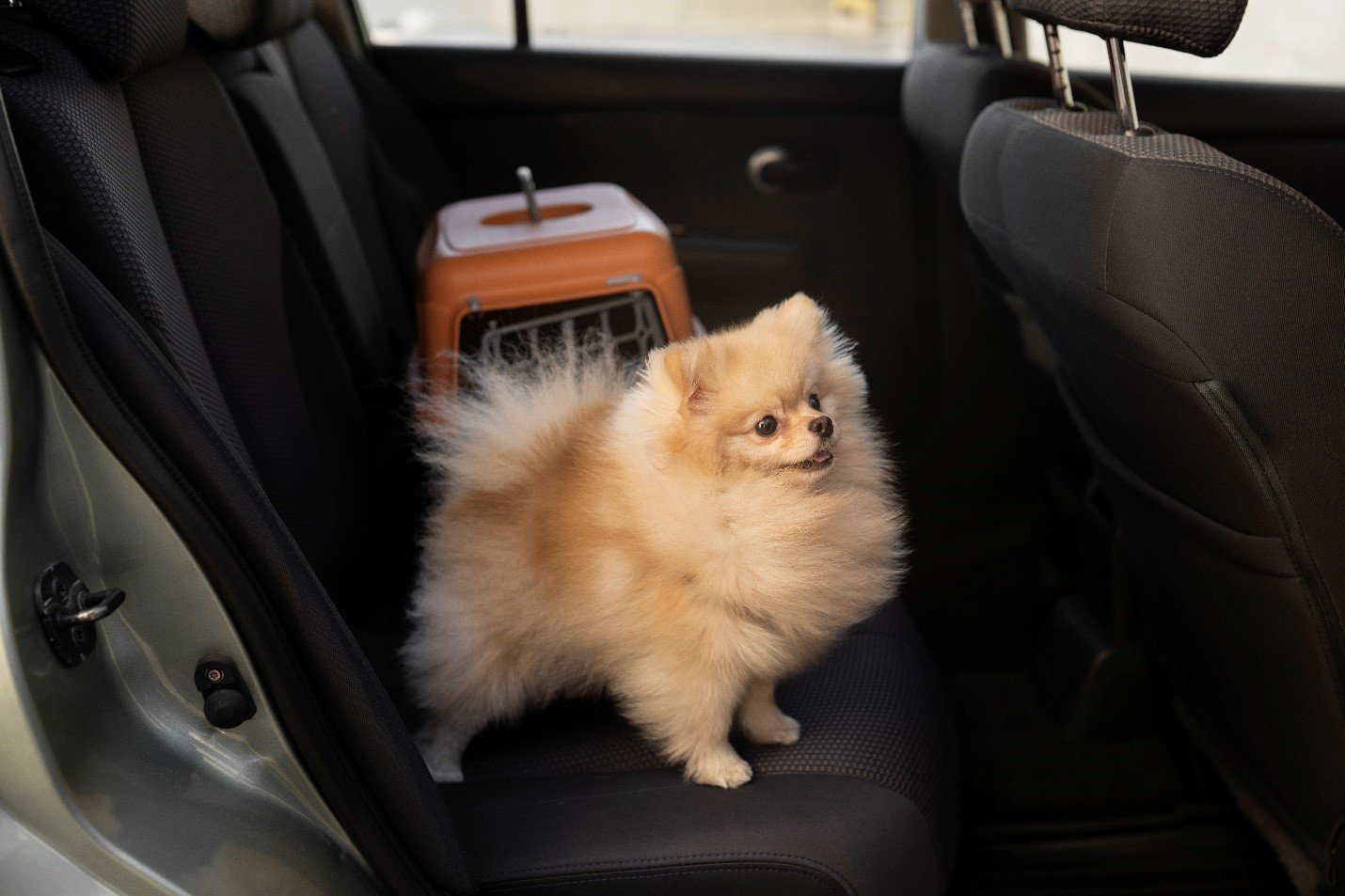 How to Start a Dubai Mainland Pet Services Company