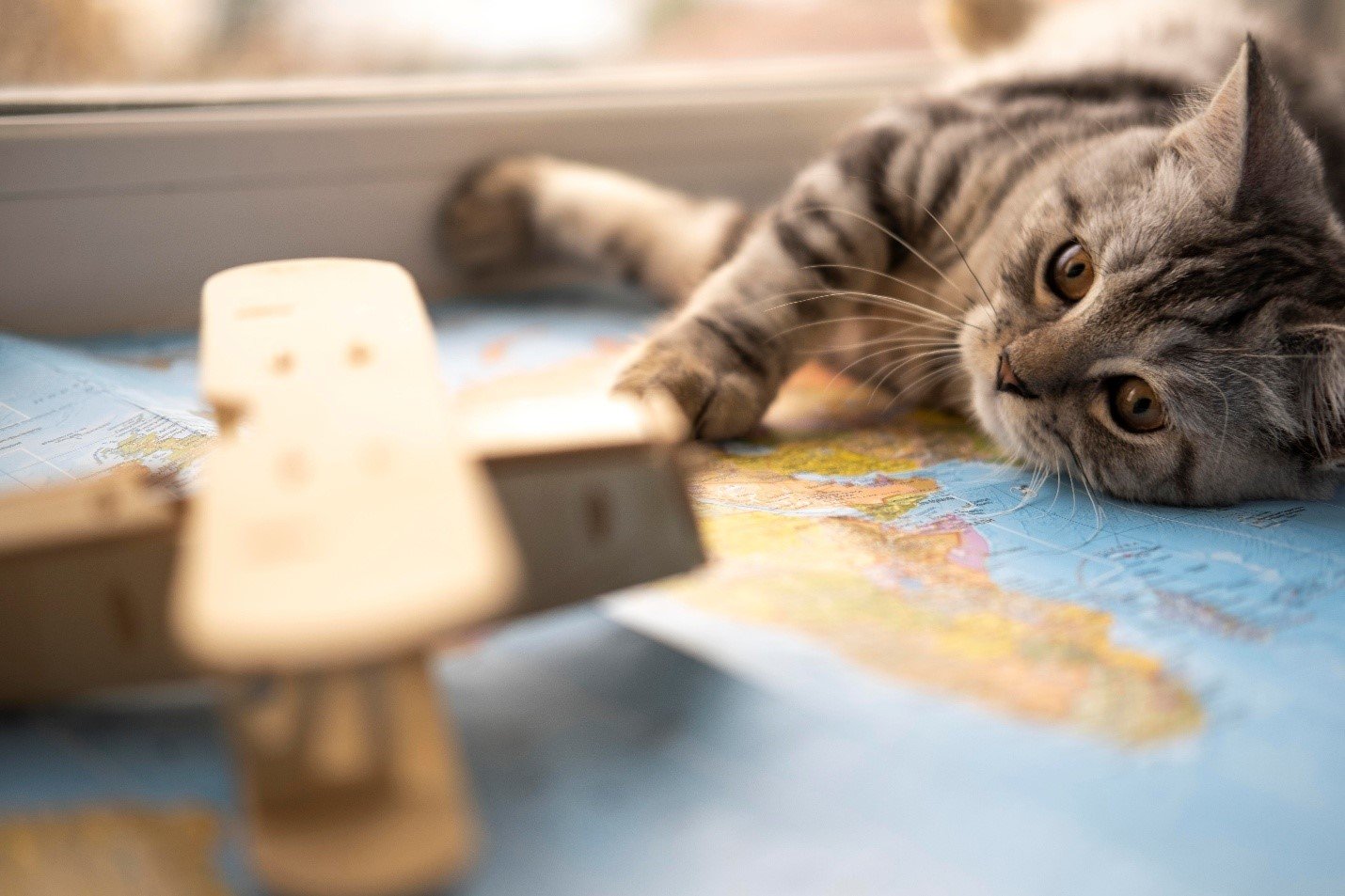 How to Start a Dubai Mainland Pet Services Company